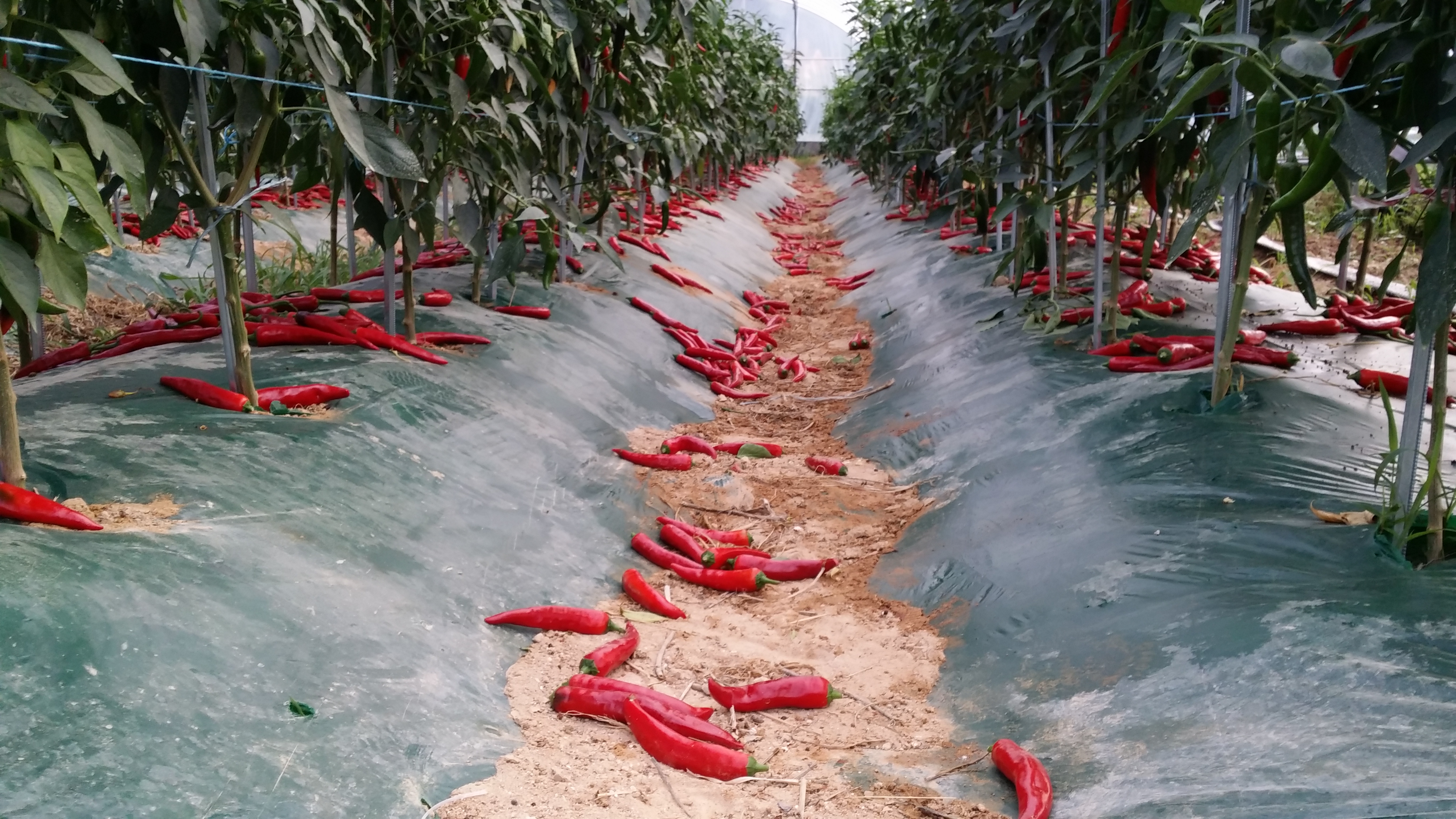 20130731_055521[1].jpg